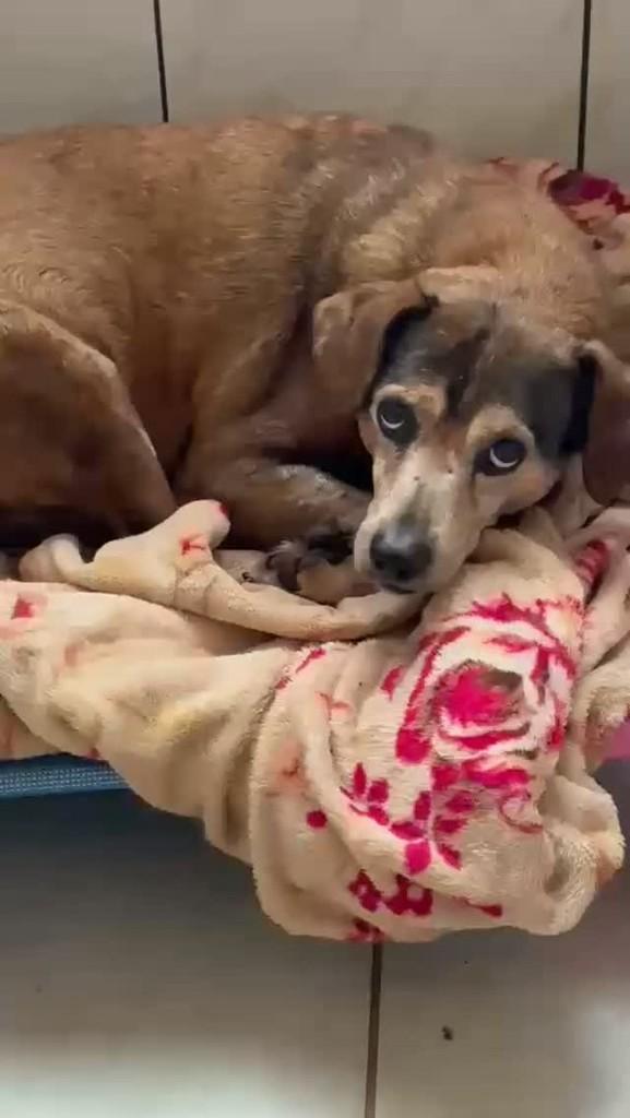Nescau, cachorro de porte pequeno para adoção em Caxias do Sul - RS