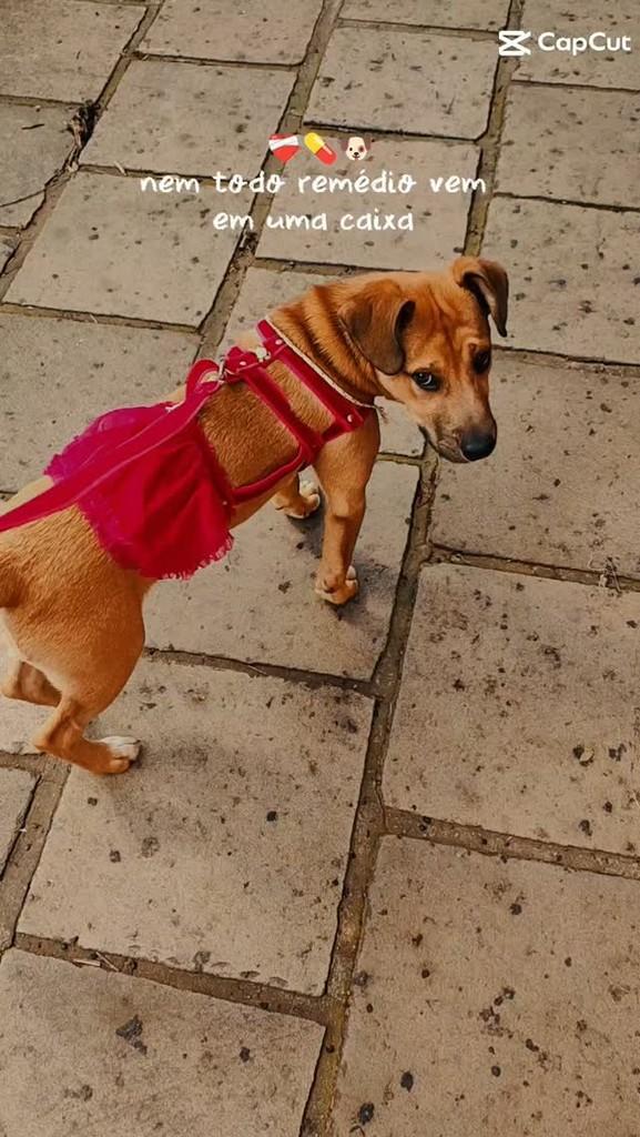 Nina, cadela de porte pequeno para adoção em Caxias do Sul - RS