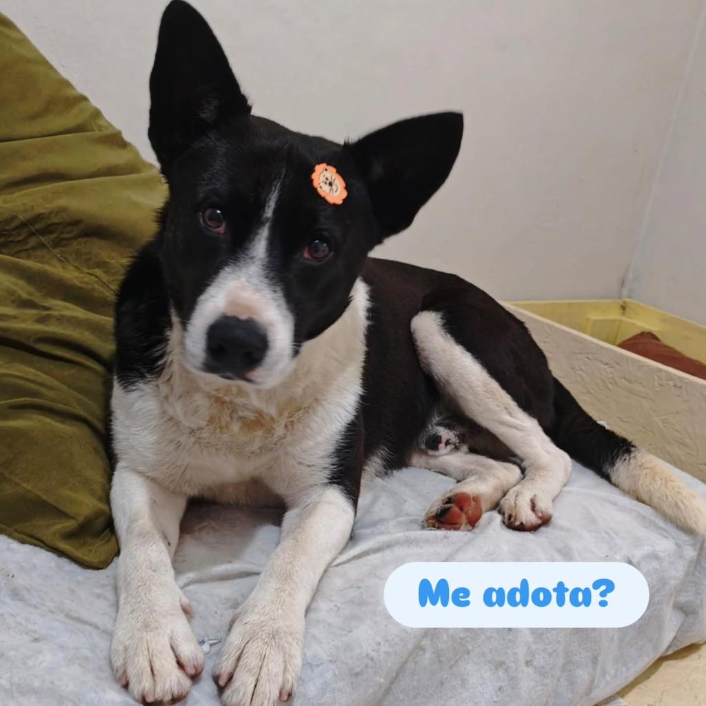 Atlas, cachorro de porte médio para adoção em Caxias do Sul - RS