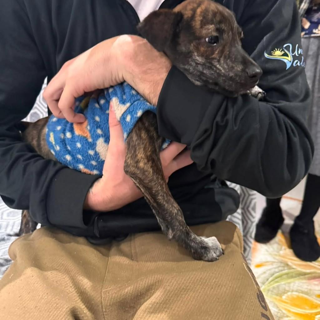 Dorival, cachorro para adoção em Caxias do Sul - RS — foto 2 de 2