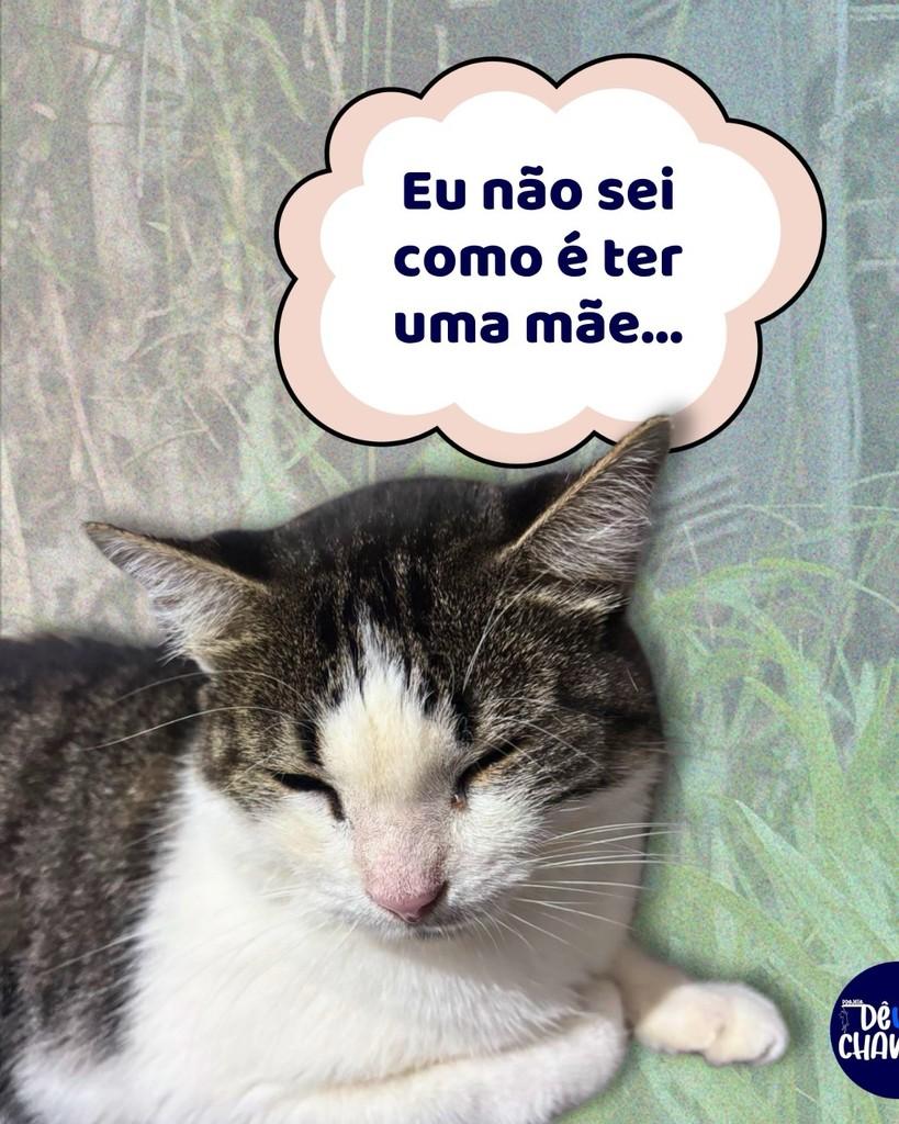 Rayka, gato de porte médio para adoção em Porto Alegre - RS