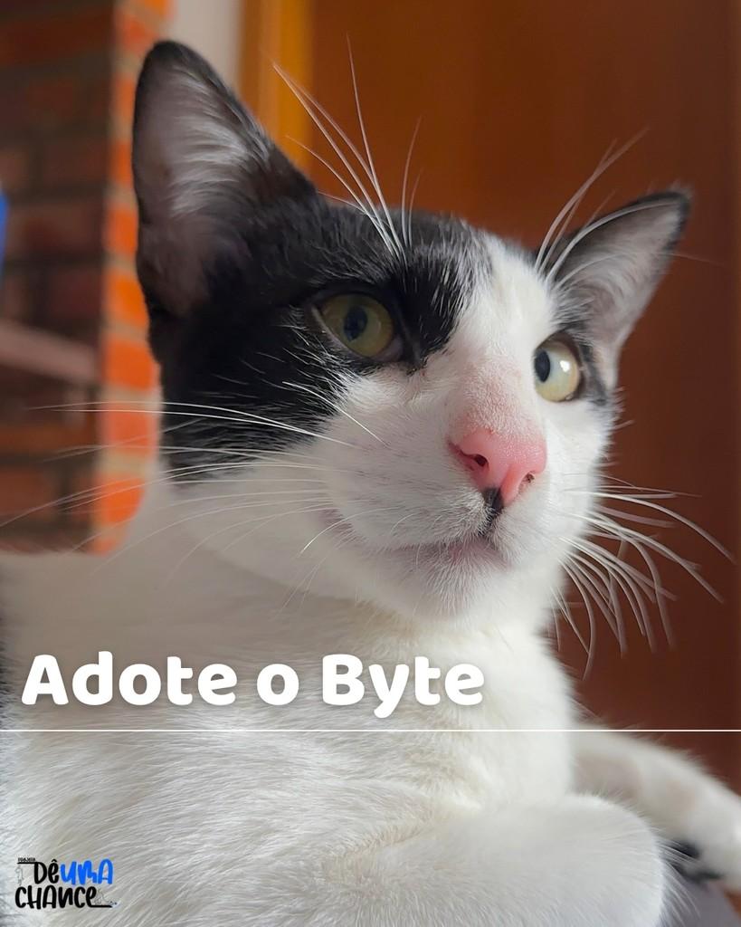 Byte, gato de porte médio para adoção em Porto Alegre - RS