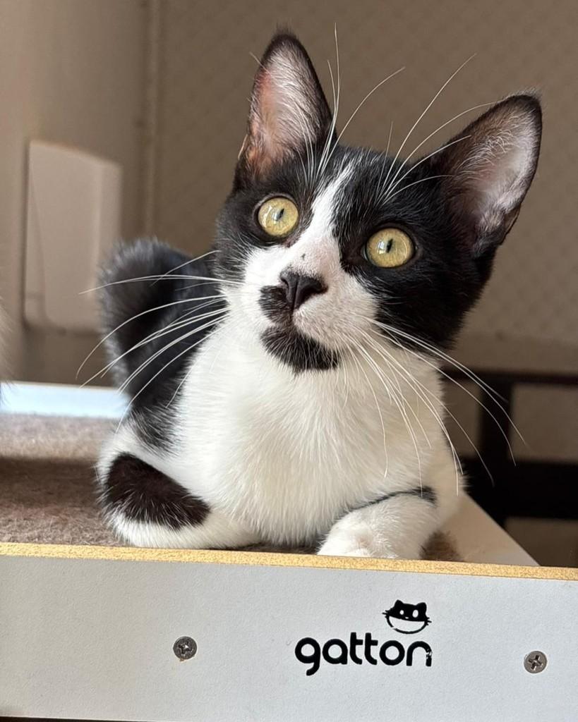 Mojito, gato de porte pequeno para adoção em Porto Alegre - RS