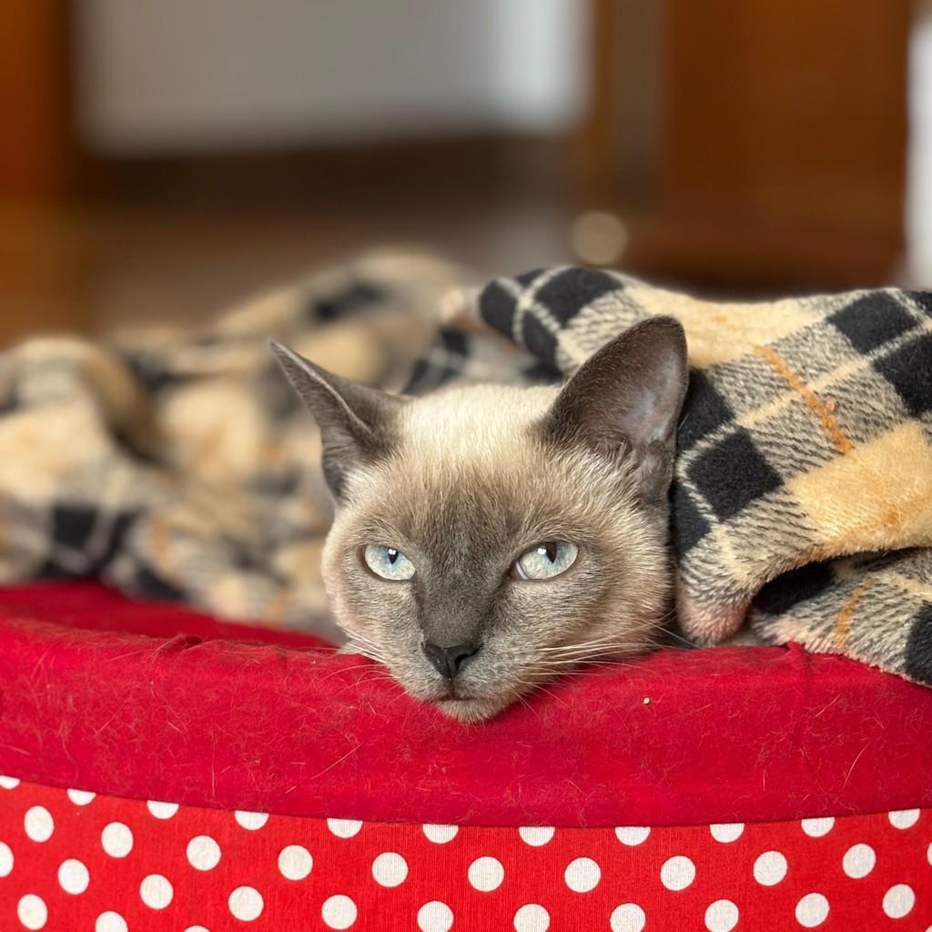 Will, gato de porte pequeno para adoção em Porto Alegre - RS