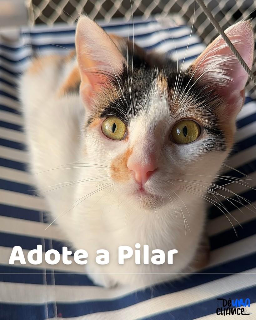 Pilar, gata para adoção em Porto Alegre - RS