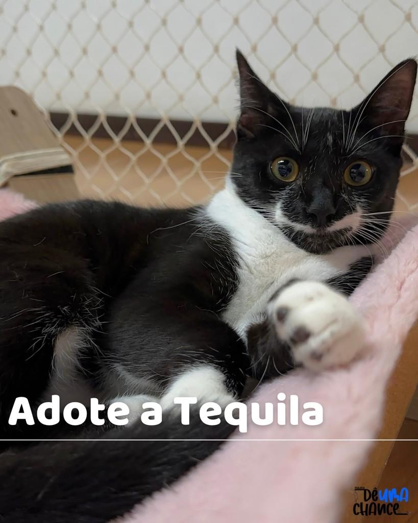 Tequila, gata para adoção em Porto Alegre - RS