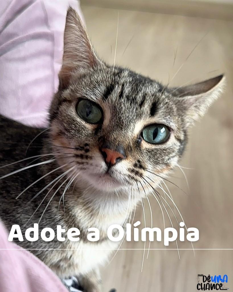Olímpia, gata para adoção em Porto Alegre - RS