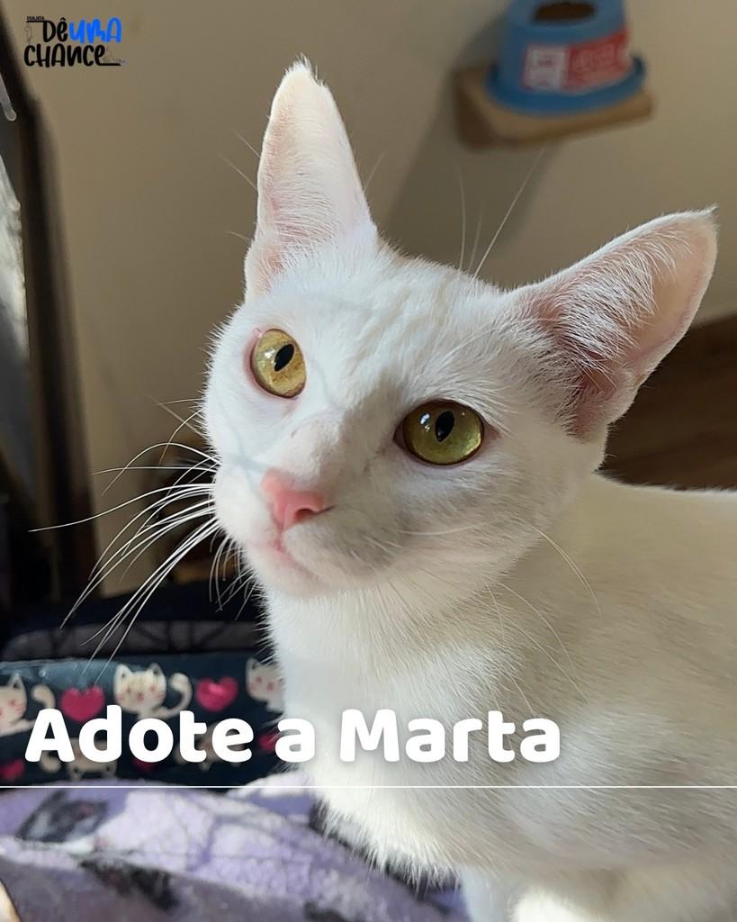 Marta, gata de porte pequeno para adoção em Porto Alegre - RS
