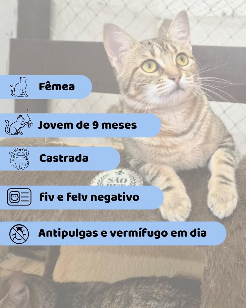 Tinker, gata de porte pequeno para adoção em Porto Alegre - RS
