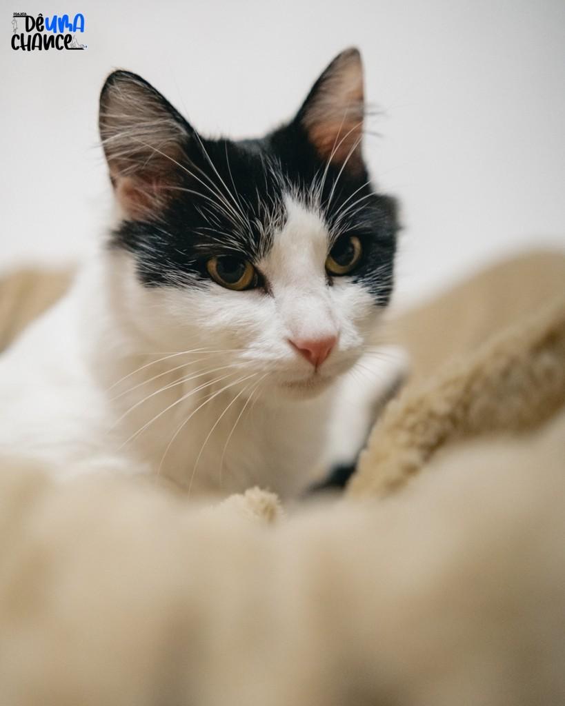 Thalía, gato de porte pequeno para adoção em Porto Alegre - RS