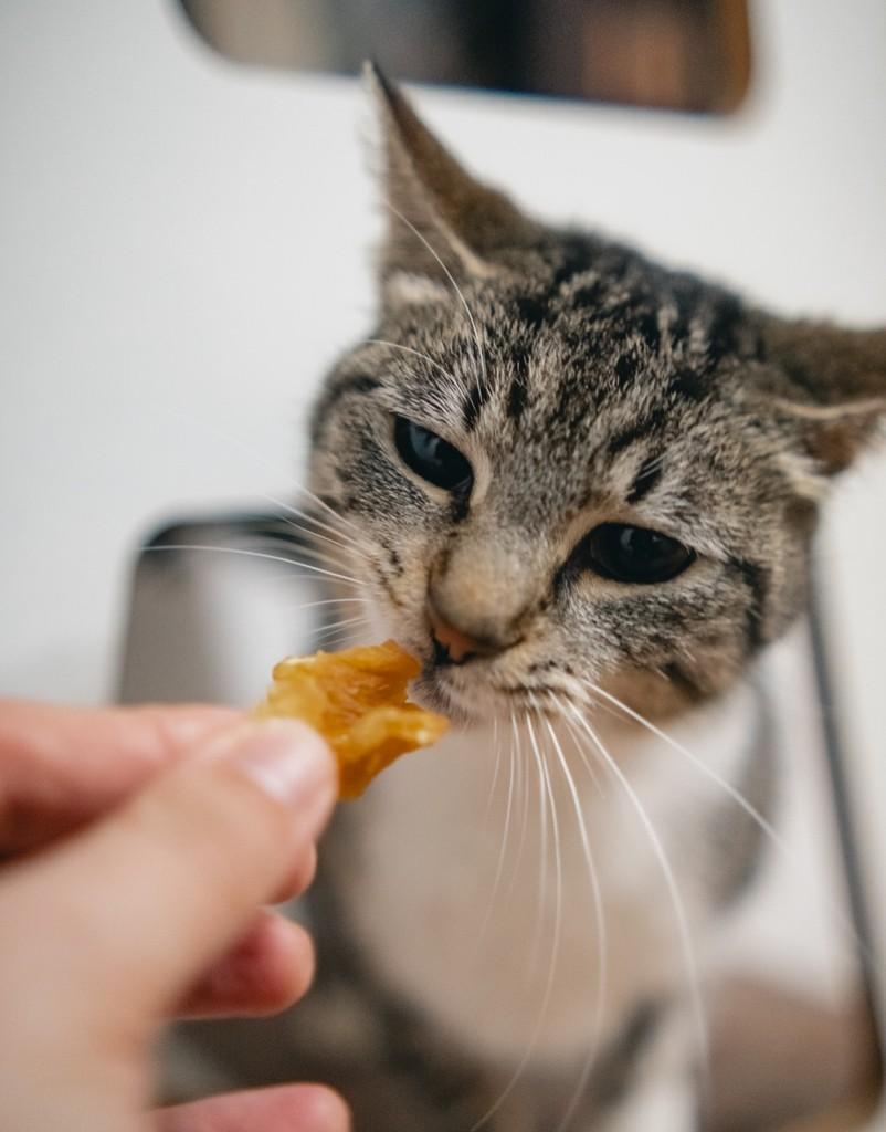 Rosalía, gata de porte pequeno para adoção em Porto Alegre - RS