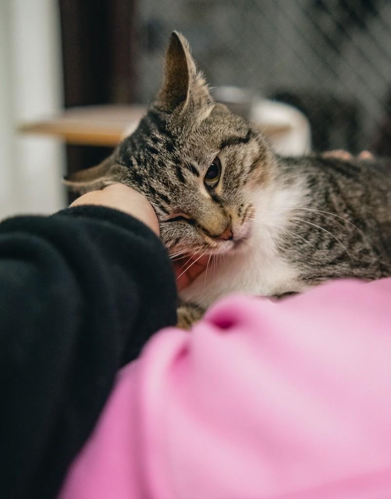 Rosalía, gata de porte pequeno para adoção em Porto Alegre - RS — foto 2 de 6
