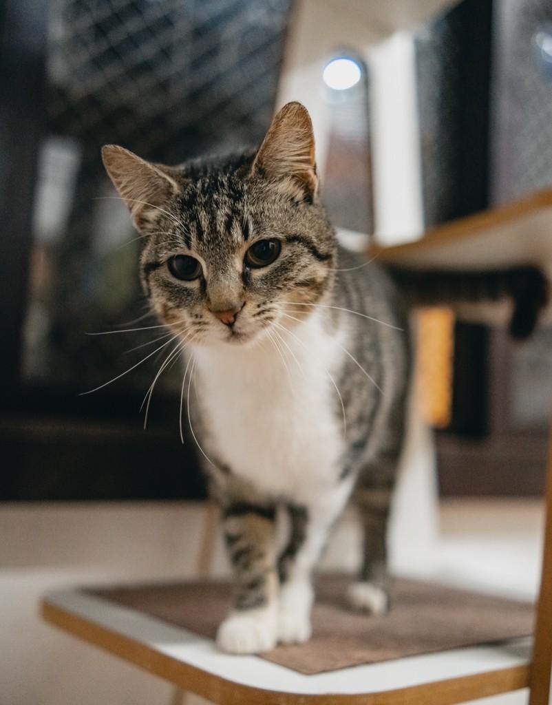 Rosalía, gata de porte pequeno para adoção em Porto Alegre - RS — foto 3 de 6