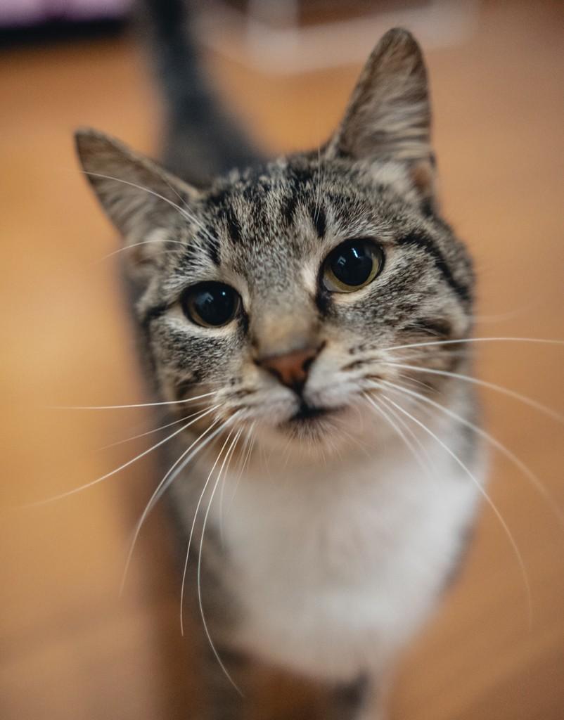 Rosalía, gata de porte pequeno para adoção em Porto Alegre - RS — foto 4 de 6
