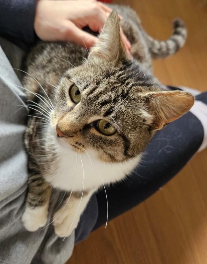 Rosalía, gata de porte pequeno para adoção em Porto Alegre - RS — foto 5 de 6