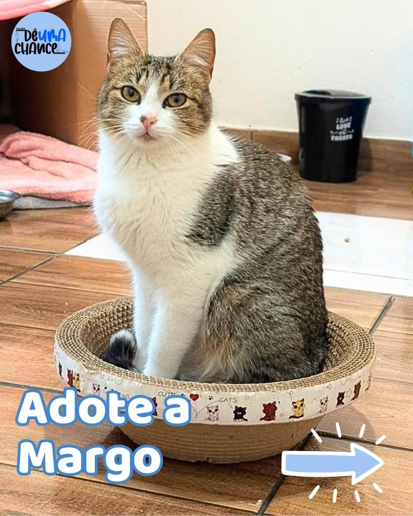 Margô, gata de porte médio para adoção em Porto Alegre - RS