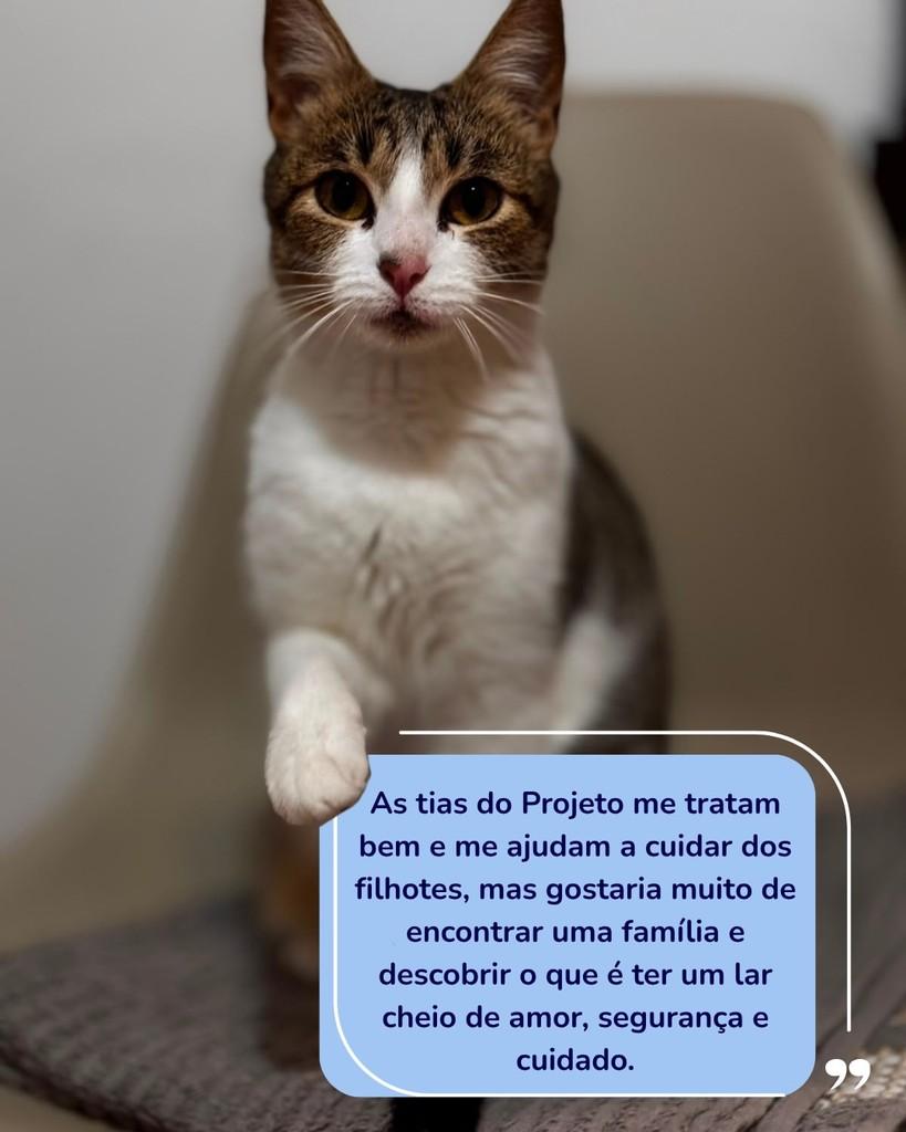 Margô, gata de porte médio para adoção em Porto Alegre - RS — foto 2 de 2