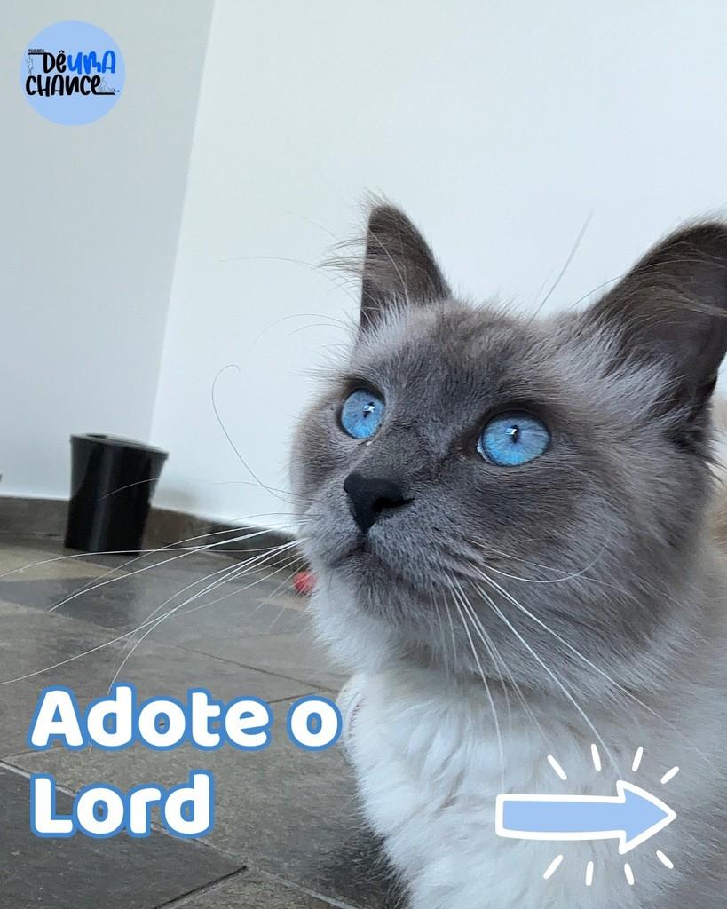 Lord, gato de porte médio para adoção em Porto Alegre - RS