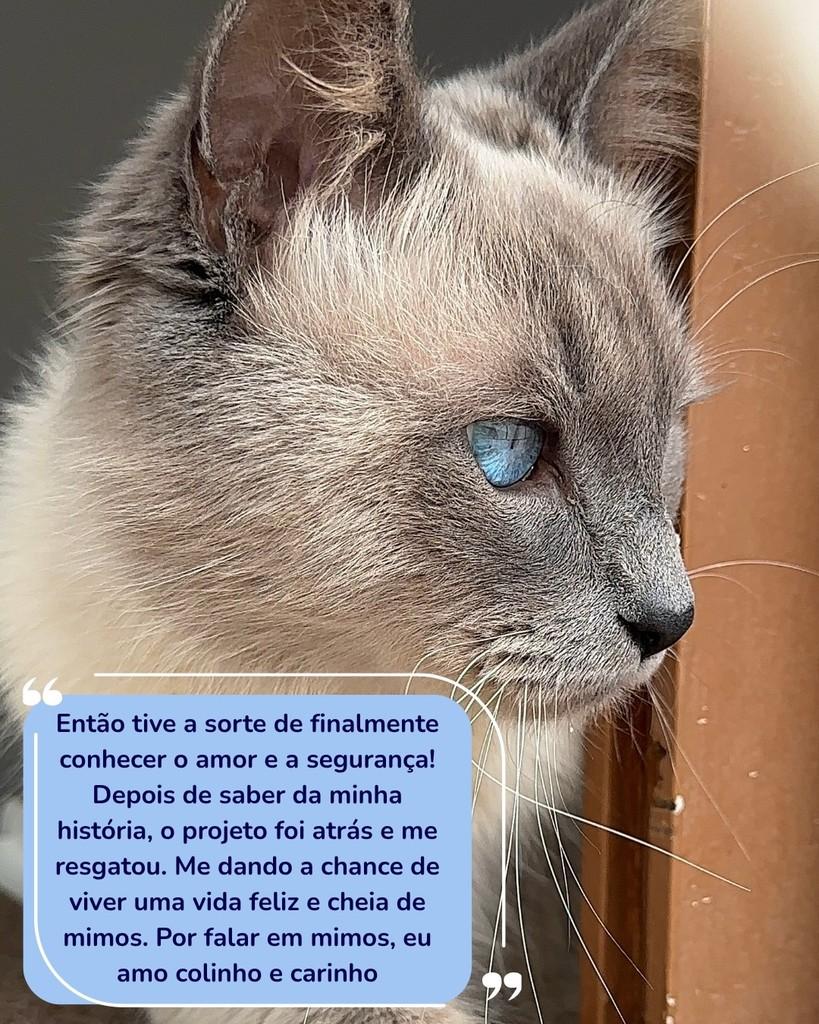 Lord, gato de porte médio para adoção em Porto Alegre - RS — foto 2 de 3