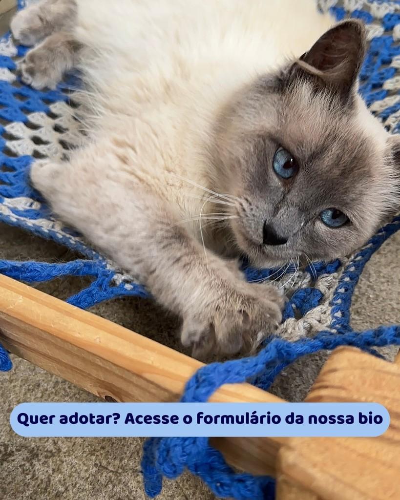 Lord, gato de porte médio para adoção em Porto Alegre - RS — foto 3 de 3