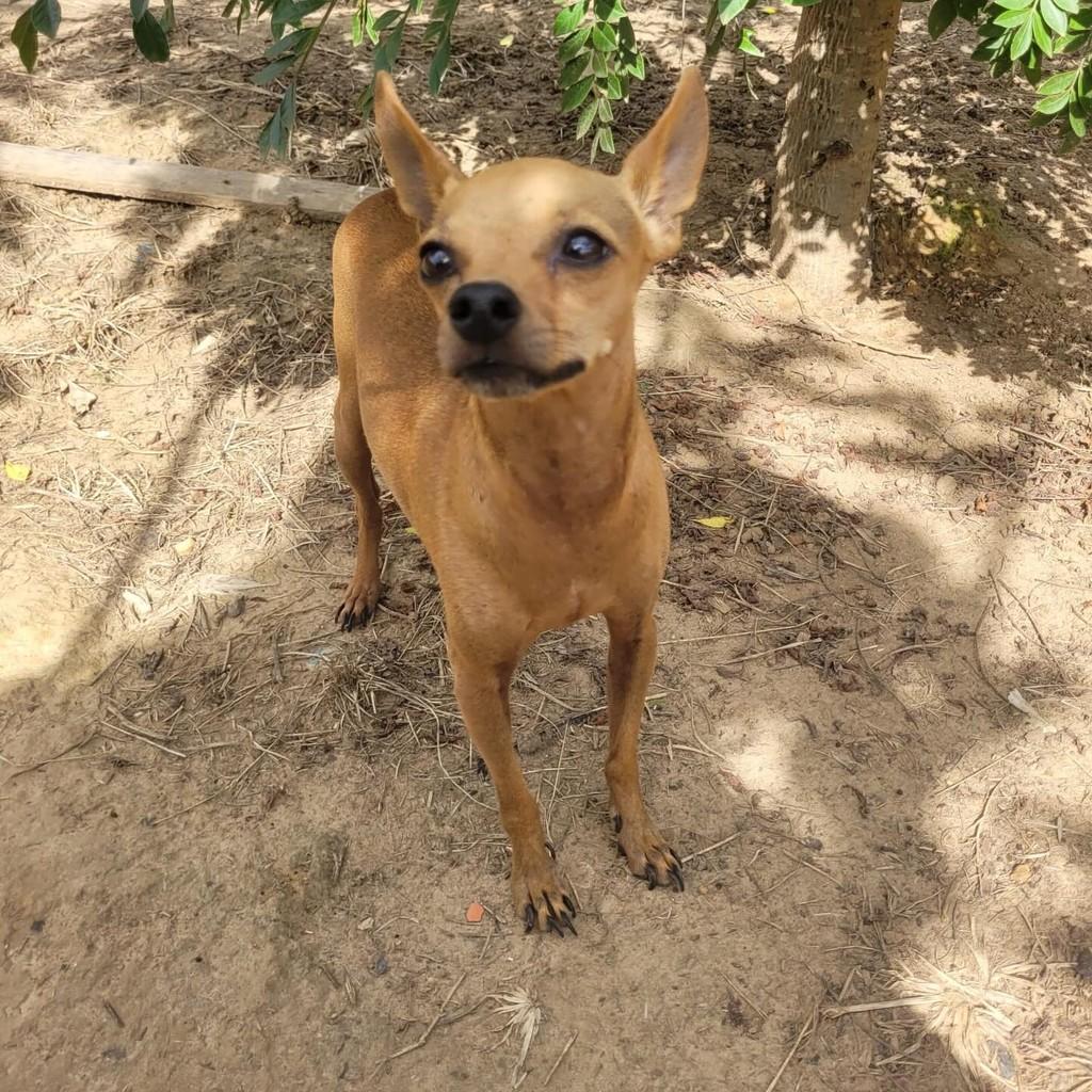 Lilo, cachorro de porte pequeno para adoção em Limeira - SP