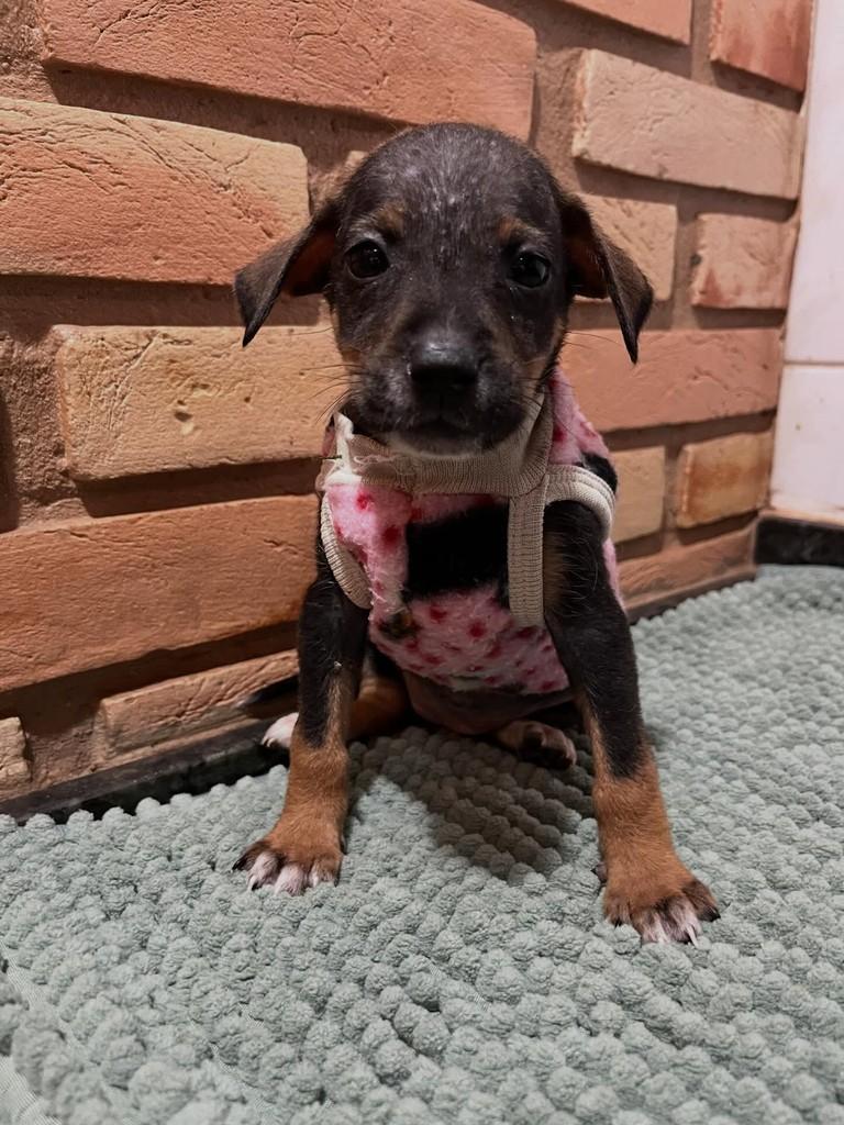 Princesinha, cachorro de porte pequeno para adoção em Limeira - SP
