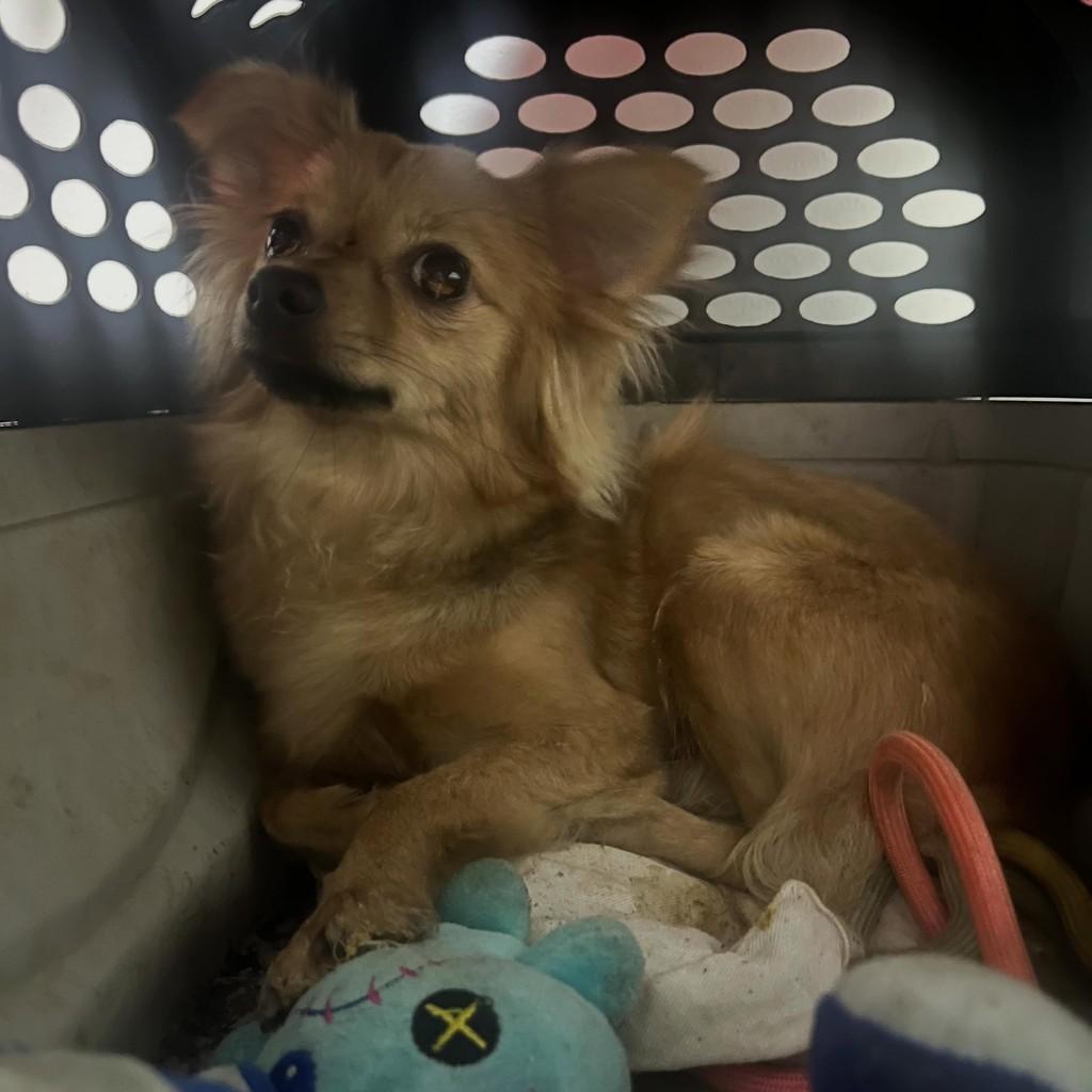 Ísis, cachorro de porte pequeno para adoção em Limeira - SP