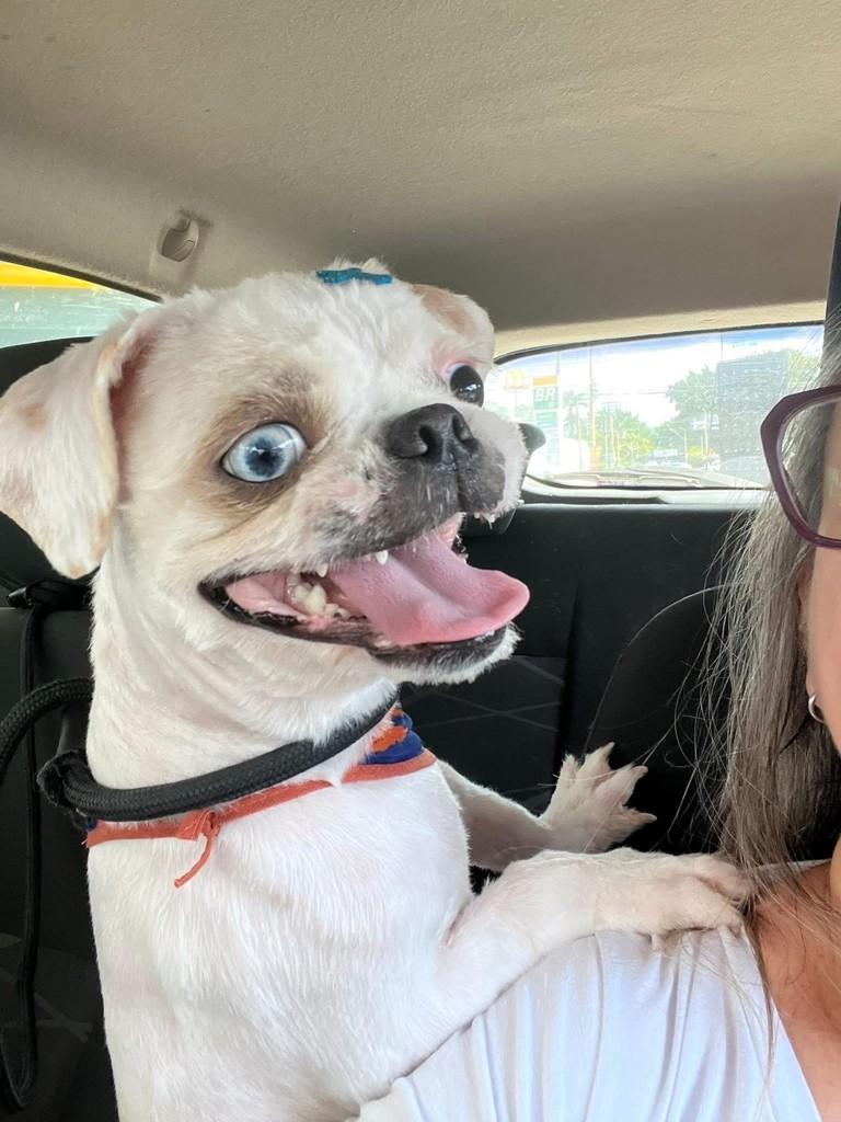 Gael, cachorro de porte pequeno para adoção em Limeira - SP