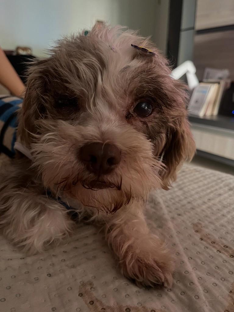 Gaya, cachorro de porte médio para adoção em Limeira - SP