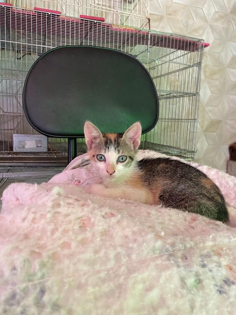 Maomao, gata de porte pequeno para adoção em Limeira - SP