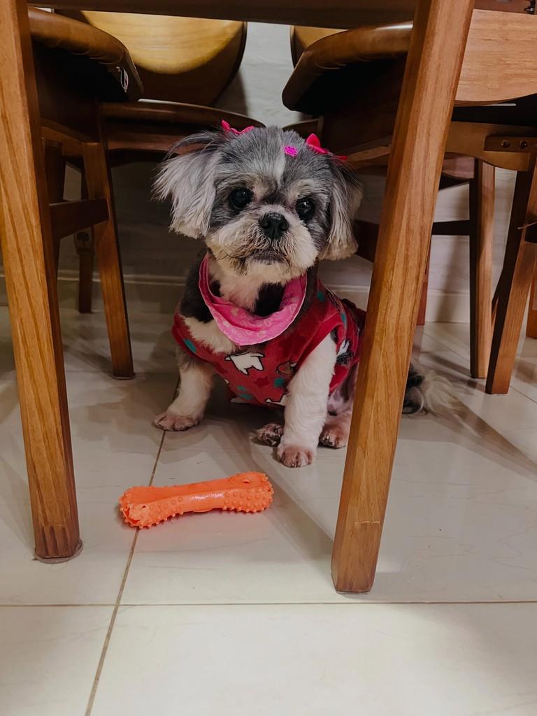 Mel, cachorro de porte pequeno para adoção em Limeira - SP
