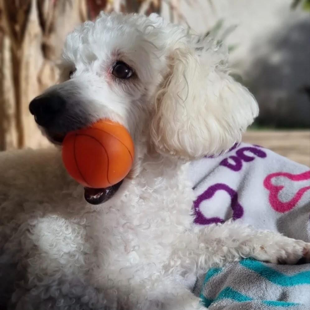 Princesa, cachorro de porte pequeno para adoção em Limeira - SP
