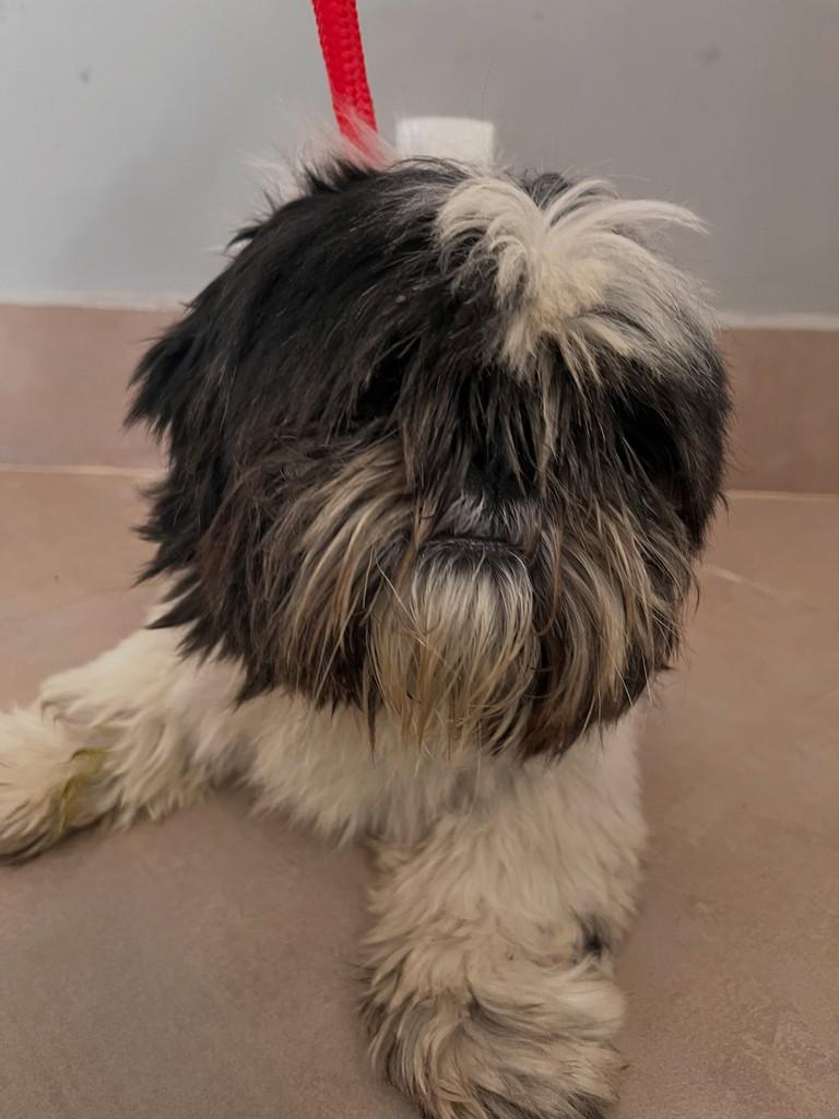 Théo, cachorro de porte pequeno para adoção em Limeira - SP