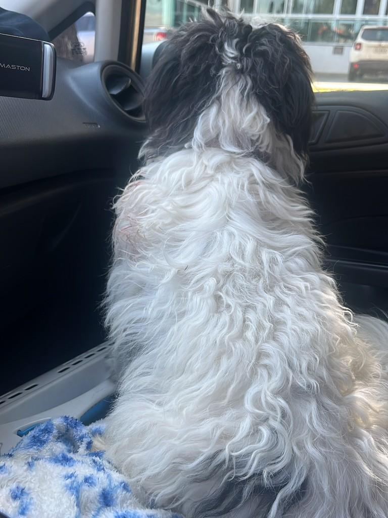 Poc, cachorro de porte pequeno para adoção em Limeira - SP