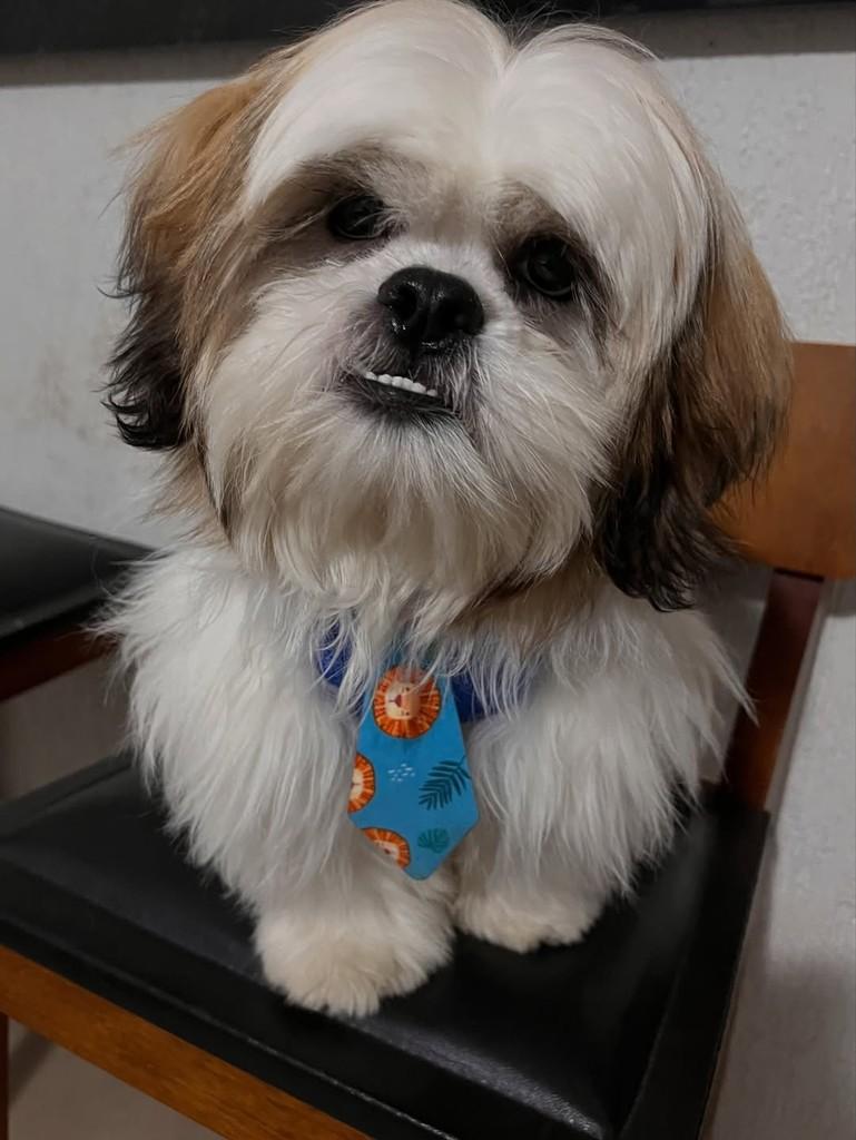 Luck, cachorro de porte pequeno para adoção em Limeira - SP