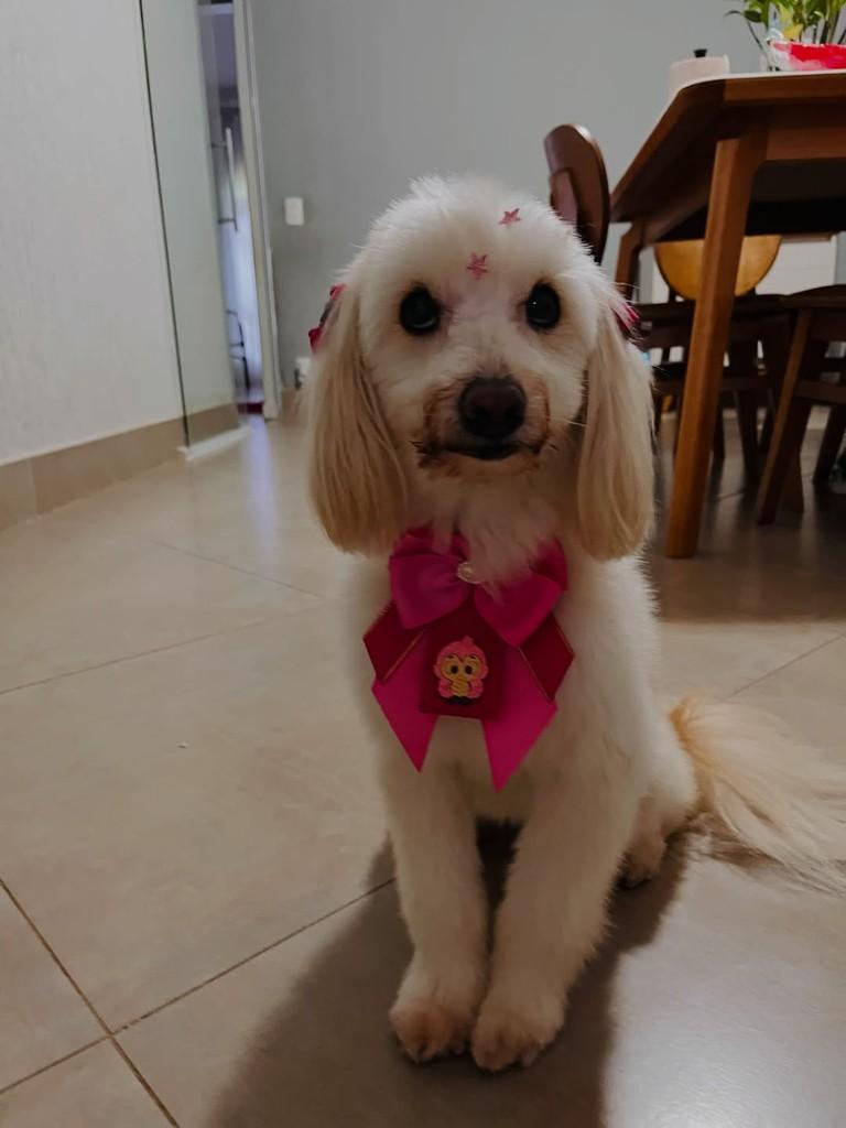 Sandy, cadela de porte médio para adoção em Limeira - SP