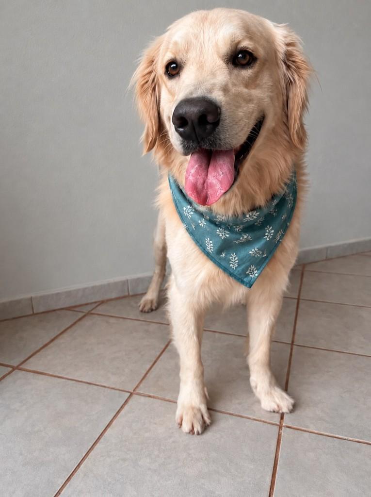 Cadú, cachorro de porte médio para adoção em Limeira - SP
