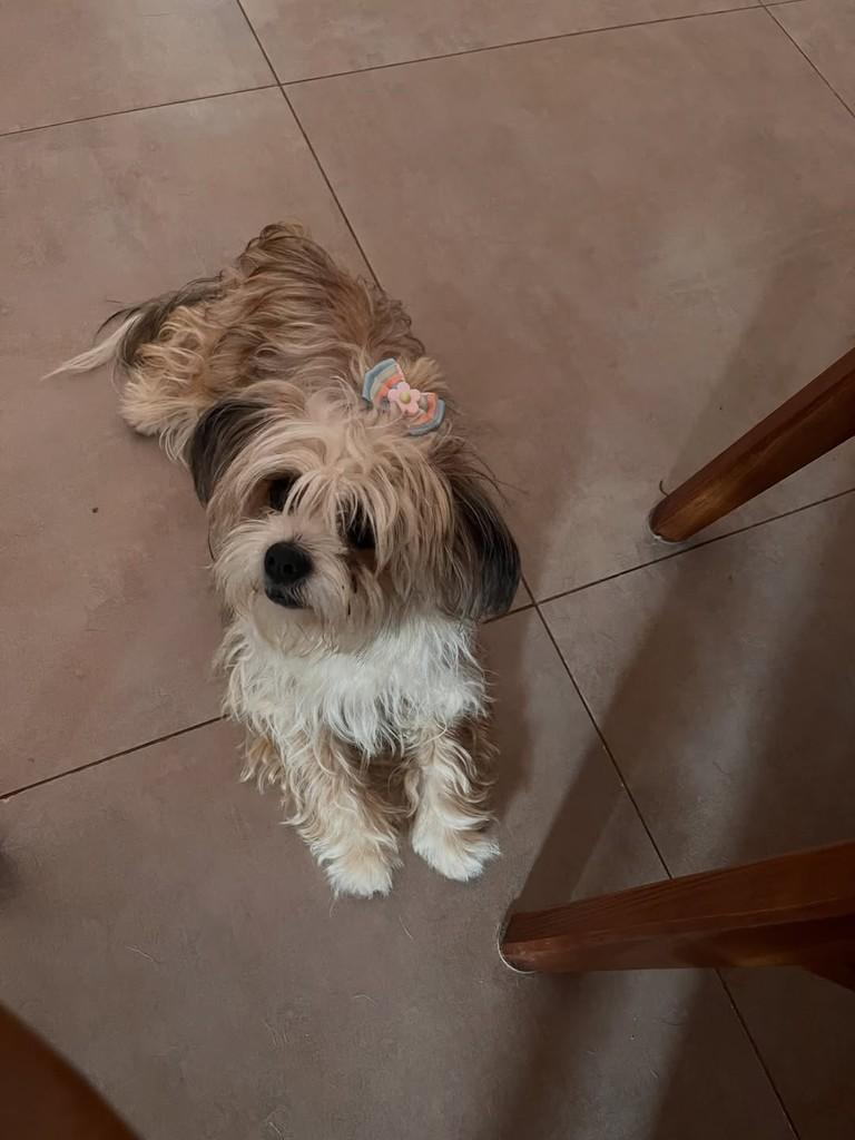 Babalu, cadela de porte pequeno para adoção em Limeira - SP — foto 2 de 2