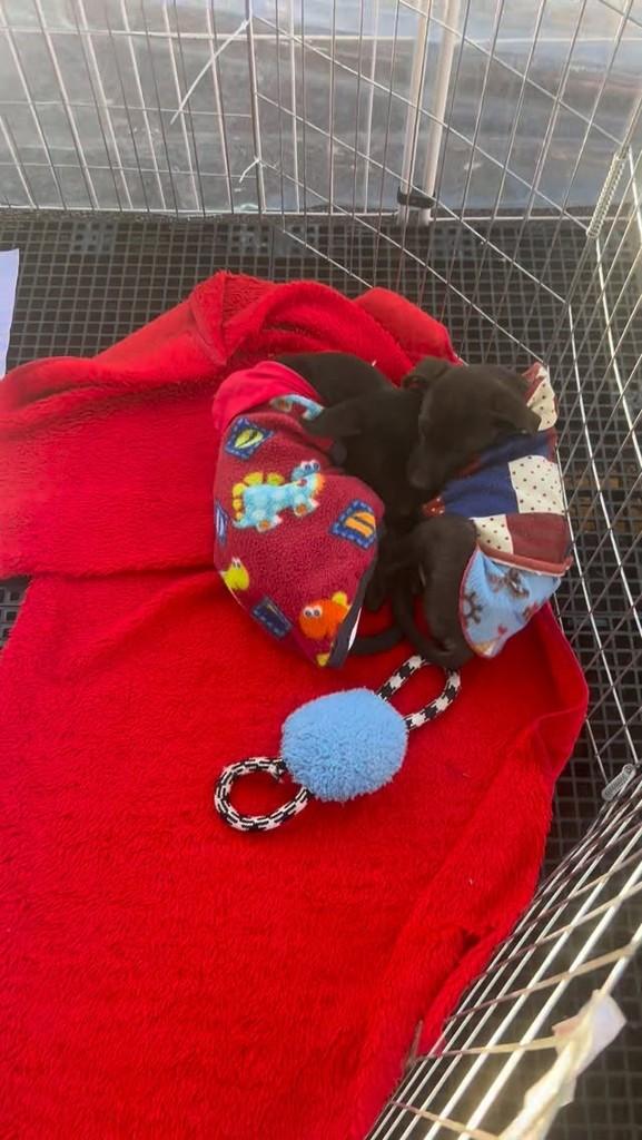 Pretinho, cachorro de porte pequeno para adoção em Curitiba - PR