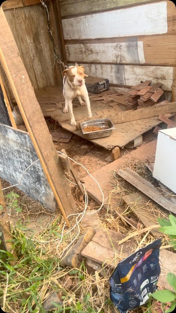Ela, cadela de porte médio para adoção em Curitiba - PR