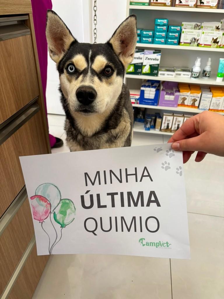 Yuki, cachorro de porte médio para adoção em Curitiba - PR