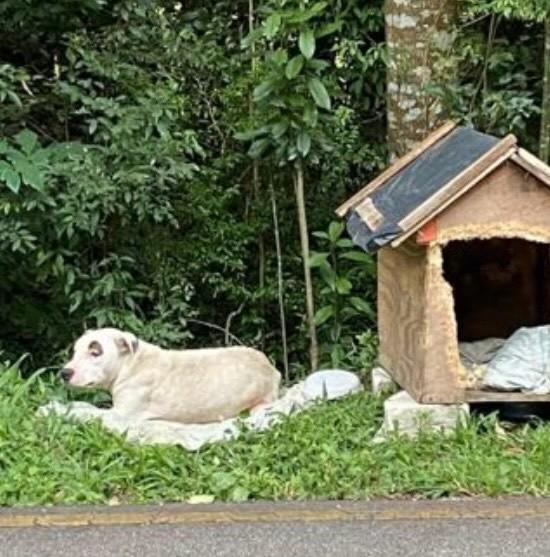 Pirata, cachorro para adoção em Curitiba - PR
