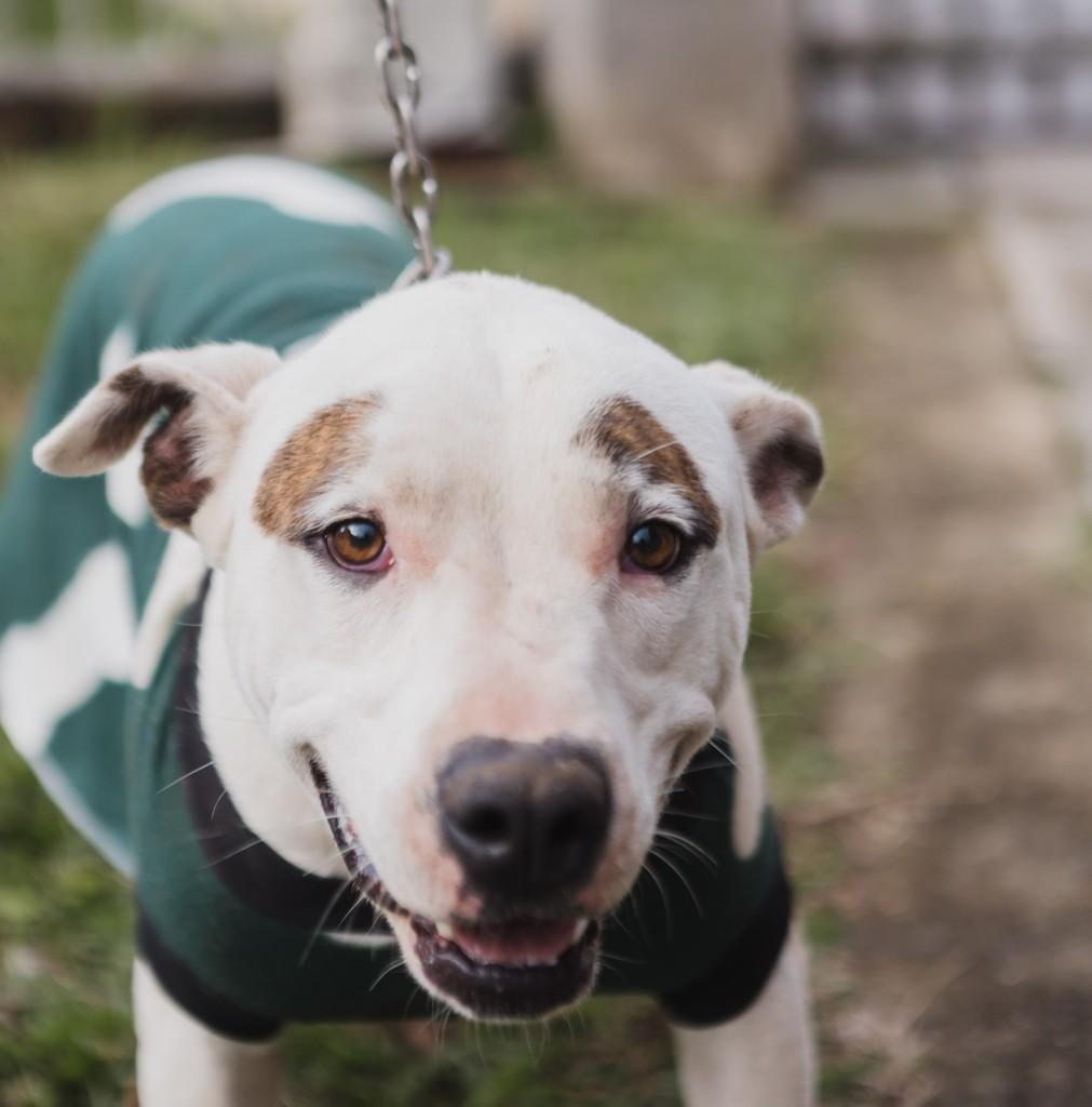 Pirata, cachorro para adoção em Curitiba - PR — foto 2 de 7