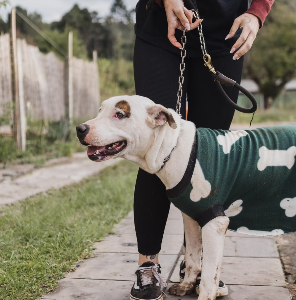 Pirata, cachorro para adoção em Curitiba - PR — foto 3 de 7