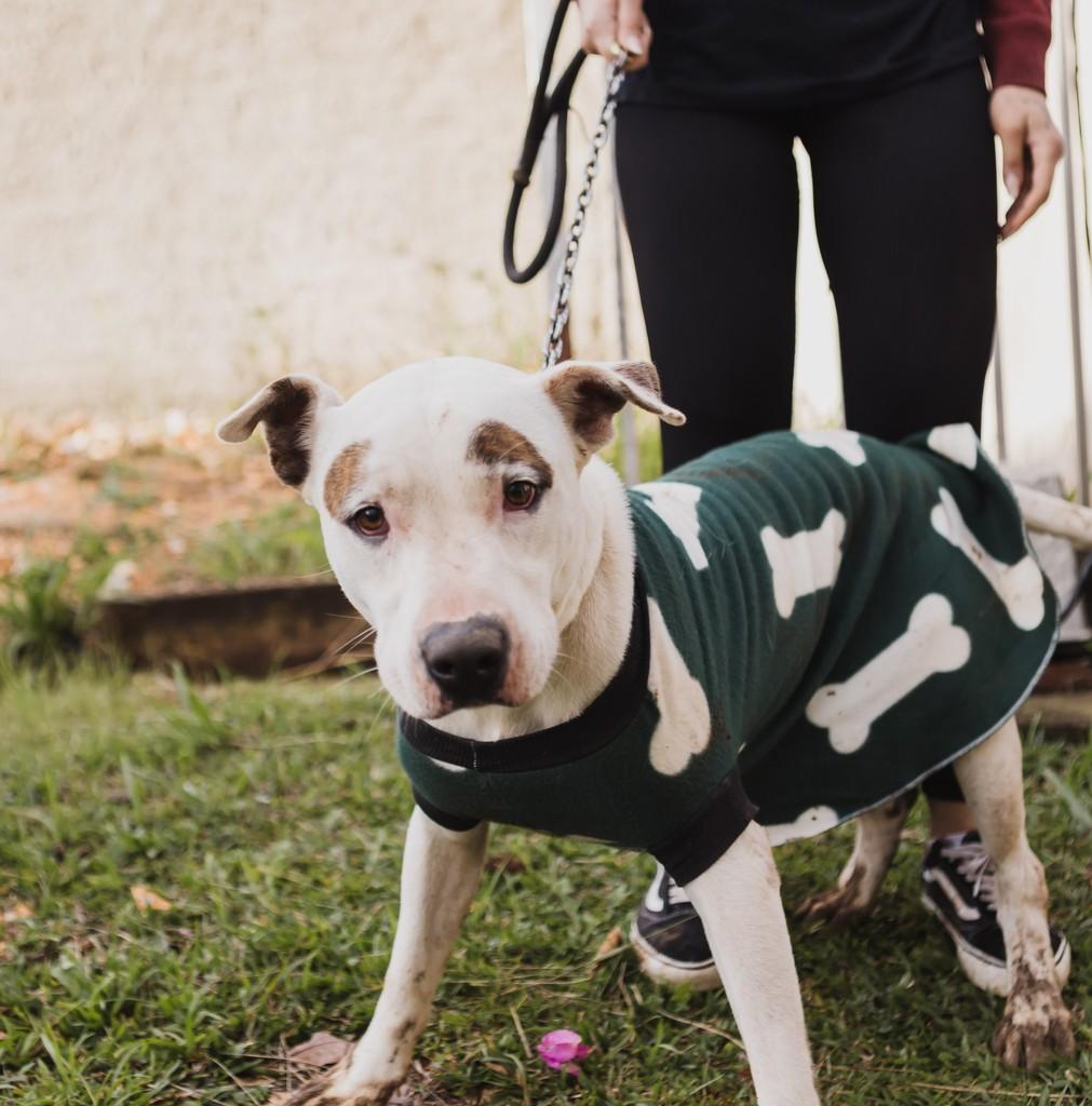 Pirata, cachorro para adoção em Curitiba - PR — foto 4 de 7