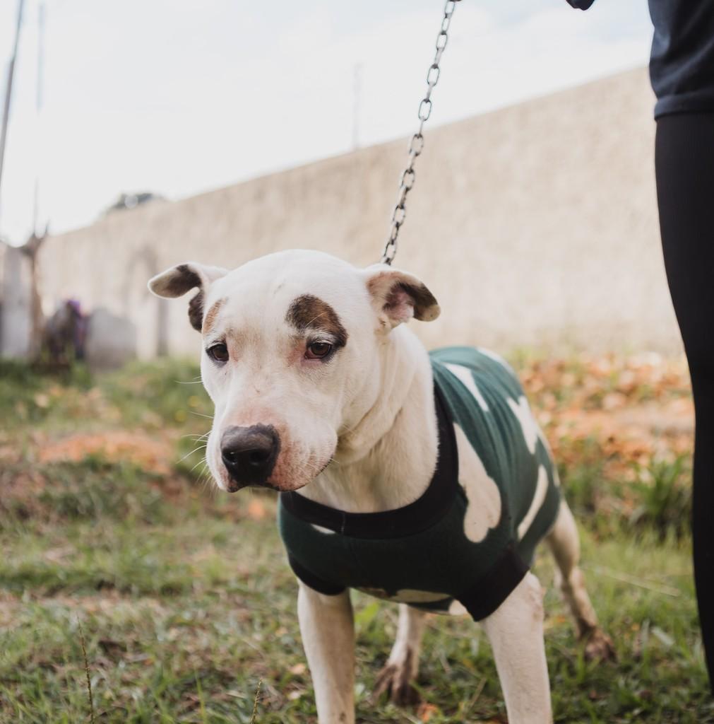 Pirata, cachorro para adoção em Curitiba - PR — foto 5 de 7