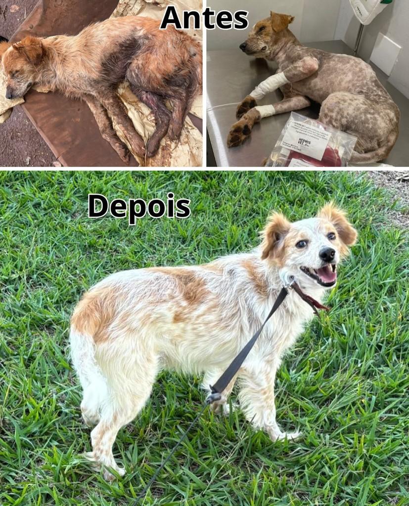 Nenê, cachorro de porte médio para adoção em Pradópolis - SP