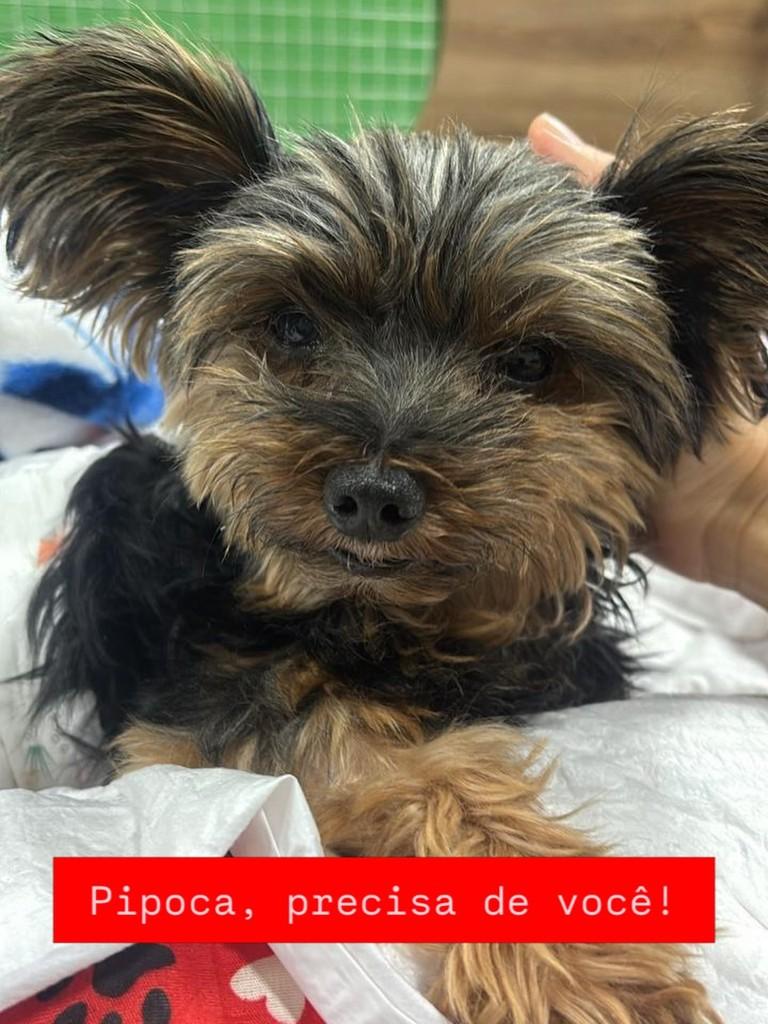 Pipoca, cachorro de porte médio para adoção em Campinas - SP