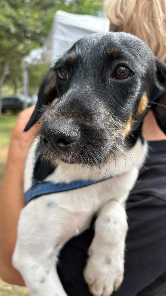 Cássio, cachorro de porte pequeno para adoção em Vinhedo - SP