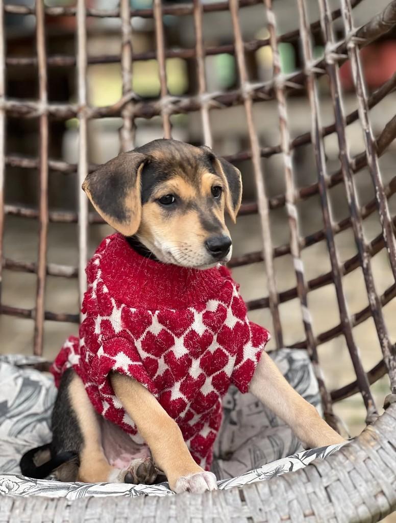 Leon, cachorro de porte médio para adoção em Vinhedo - SP